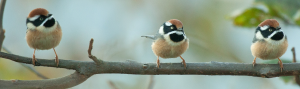 Blackthroated tit, Blue Elephant, India, Bhutan