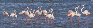 Blue Elephant, flamingo, fotografiereis, fotoreis, vogelreis, natuurreis