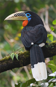 Blue-Elephant, vogelreis, natuurreis, India, Bhutan, Namdapha, Kaziranga, Eagle's Nest, Rufous-necked Hornbill