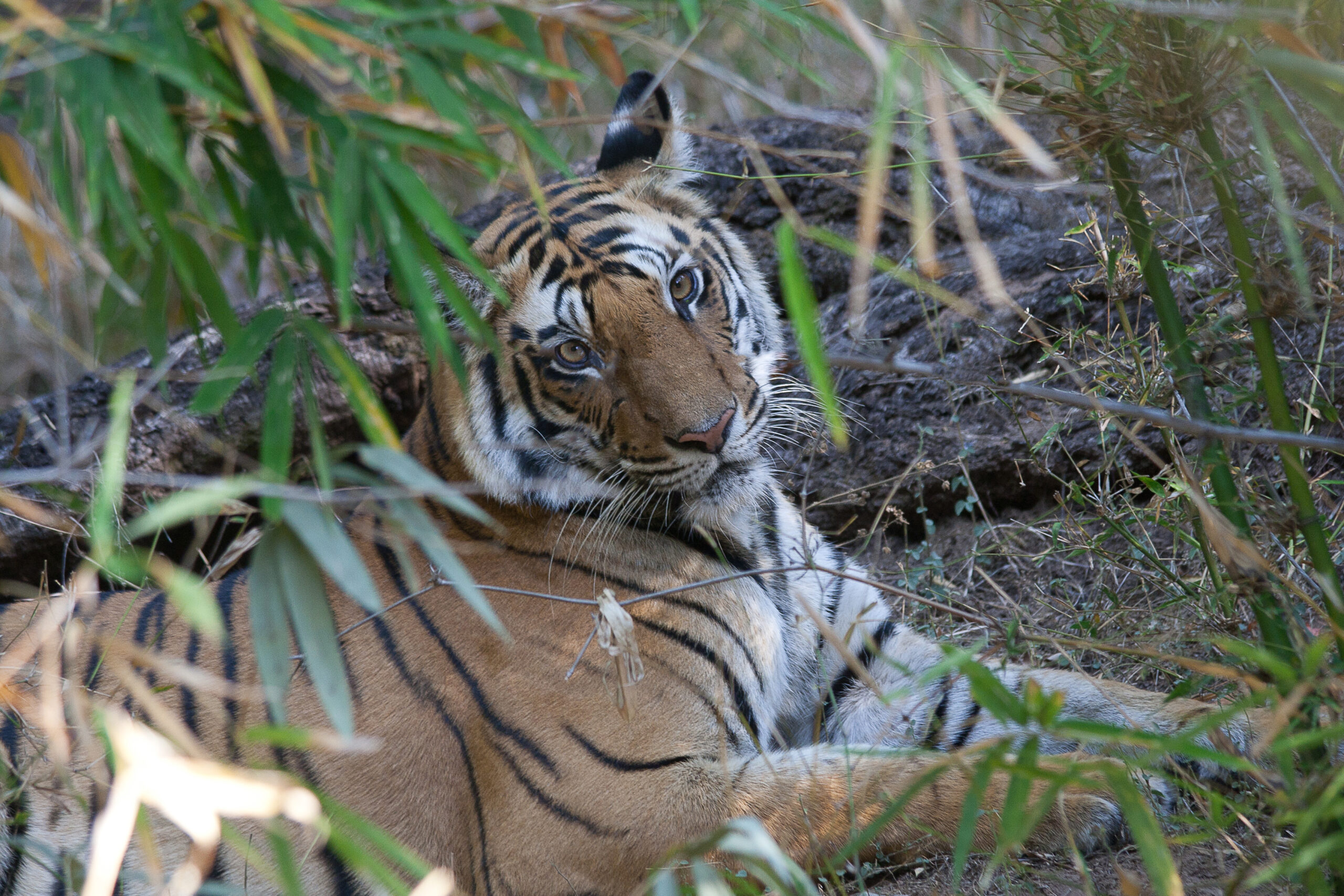 Deze afbeelding heeft een leeg alt-attribuut; de bestandsnaam is tijger-bewerkt2-1-scaled.jpg